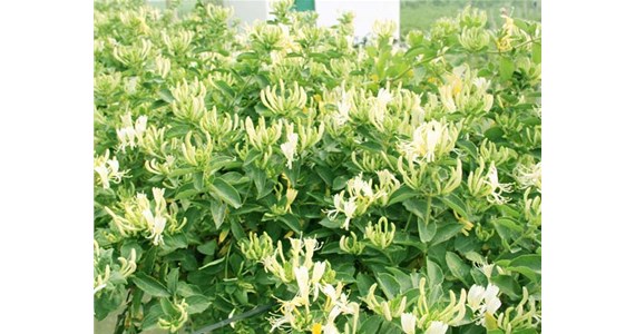 金銀花烘幹機怎麽使用才能烘幹出上好的金銀花呢？